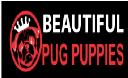 Beautiful Pug Puppies logo